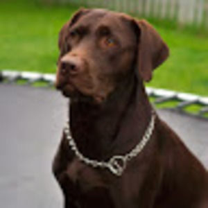 Meet your Posher, Cameron